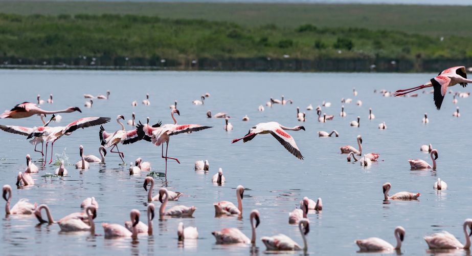 Flamingo's Tanzania